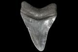 Fossil Megalodon Tooth - South Carolina #130720-2